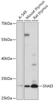SNAI3 Polyclonal Antibody (E-AB-91939)