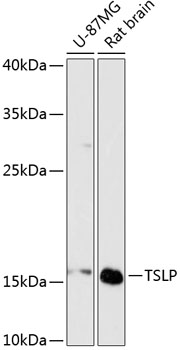 TSLP Polyclonal Antibody (E-AB-64473)