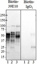 Biotin anti-Tau, 189-195 Antibody (814303)