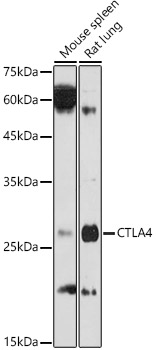 CD152/CTLA-4 Polyclonal Antibody (E-AB-93268)