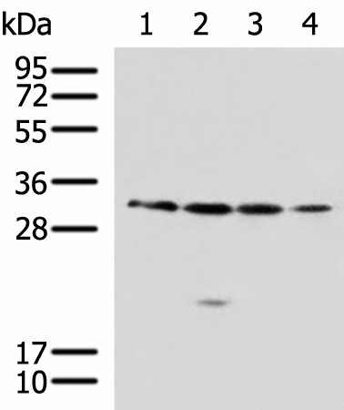 RCHY1 Polyclonal Antibody (E-AB-52167)
