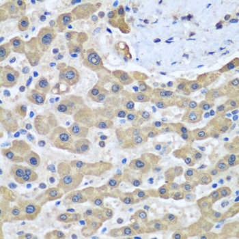 GFM1 Polyclonal Antibody (E-AB-62551)
