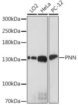 PNN Polyclonal Antibody (E-AB-91664)