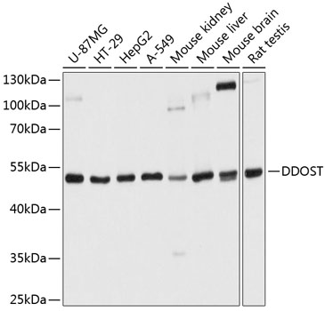 DDOST Polyclonal Antibody (E-AB-63923)