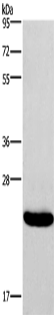 IFNA16 Polyclonal Antibody (E-AB-16504)