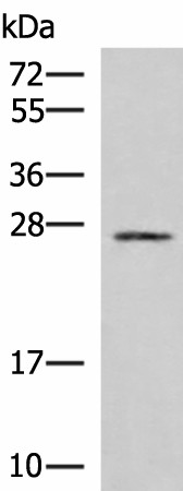SNRPB2 Polyclonal Antibody (E-AB-52859)