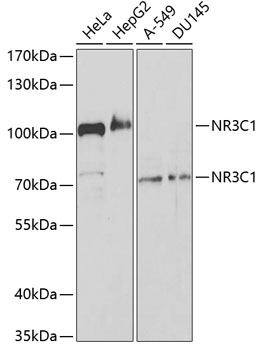 NR3C1 Polyclonal Antibody (E-AB-60651)