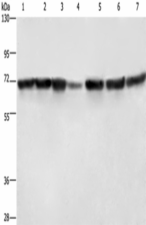 LMNB1 Polyclonal Antibody (E-AB-18237)