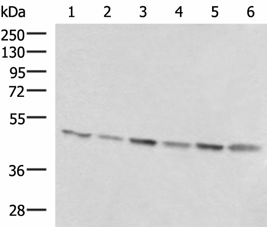 RHAG Polyclonal Antibody (E-AB-19025)