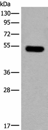 CDKL2 Polyclonal Antibody (E-AB-19684)