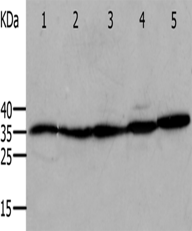 ANXA5 Polyclonal Antibody (E-AB-10044)