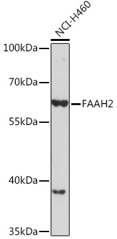 FAAH2 Polyclonal Antibody (E-AB-92090)