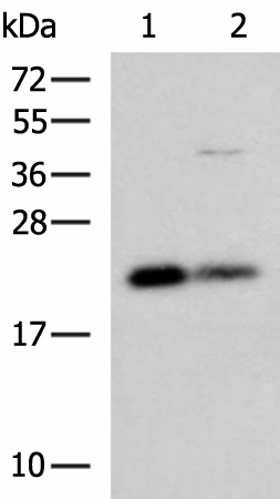 CSRP2 Polyclonal Antibody (E-AB-19155)