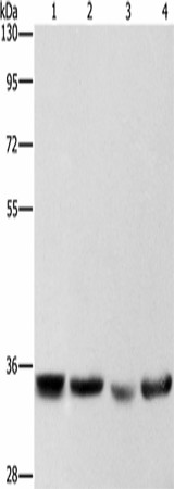AIMP1 Polyclonal Antibody (E-AB-16403)