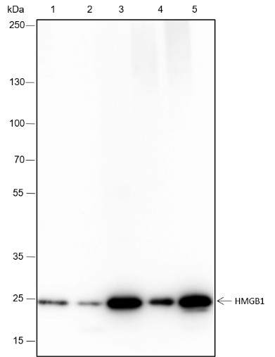 Recombinant HMGB1 Monoclonal Antibody (AN301554L)