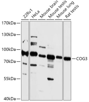 COG3 Polyclonal Antibody (E-AB-91910)