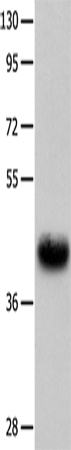 UTS2R Polyclonal Antibody (E-AB-12485)