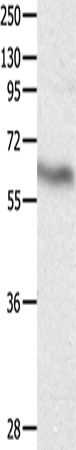 CRMP3 Polyclonal Antibody (E-AB-12334)
