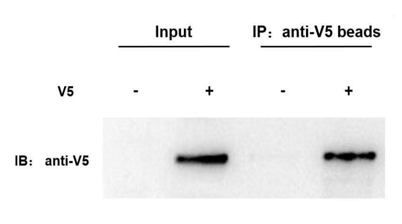Anti-V5 Nanobody Immunomagnetic Beads (EA-IP-010MN)