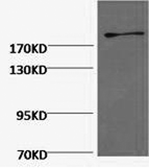 FN1 Monoclonal Antibody (E-AB-22077)