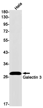 Recombinant Galectin 3 Monoclonal Antibody (E-AB-81559)