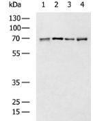 CD86 Polyclonal Antibody (E-AB-18593)