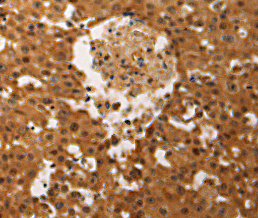 JUND Polyclonal Antibody (E-AB-15552)