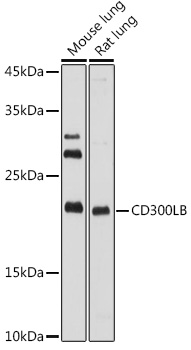 CD300LB Polyclonal Antibody (E-AB-92282)