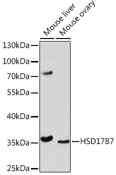 HSD17B7 Polyclonal Antibody (E-AB-91715)