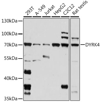 DYRK4 Polyclonal Antibody (E-AB-91537)