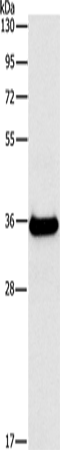 FGL1 Polyclonal Antibody (E-AB-10321)