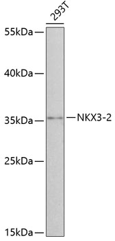 NKX3-2 Polyclonal Antibody (E-AB-92833)