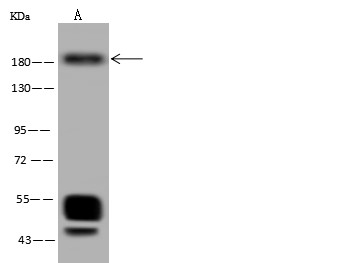 c-MET Monoclonal Antibody (AN200184P)