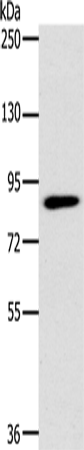 PLEKHG6 Polyclonal Antibody (E-AB-15225)