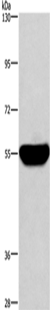 HMGCS1 Polyclonal Antibody (E-AB-13295)