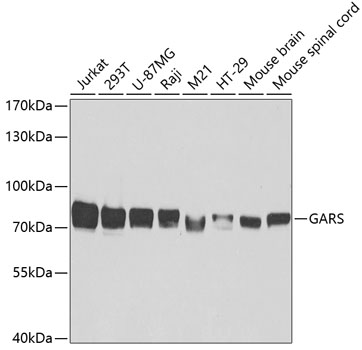 (KO Validated) GARS Polyclonal Antibody (E-AB-60963)