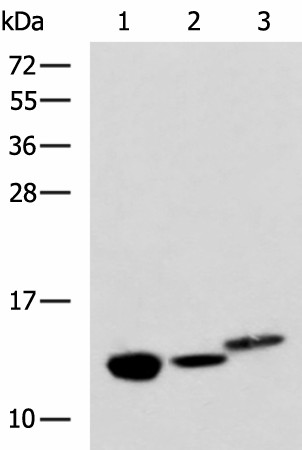 RIDA Polyclonal Antibody (E-AB-19120)