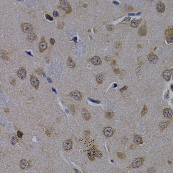 POLR2L Polyclonal Antibody (E-AB-60688)