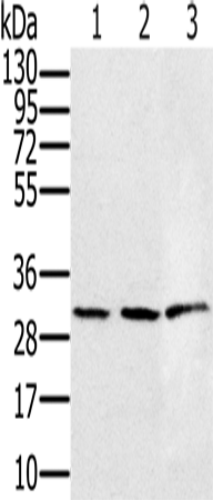 HSD17B8 Polyclonal Antibody (E-AB-15103)