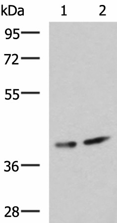PROKR2 Polyclonal Antibody (E-AB-19290)