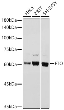 FTO Polyclonal Antibody (E-AB-68312)