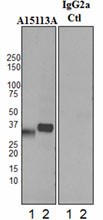 Purified anti-Clusterin Antibody (848701)