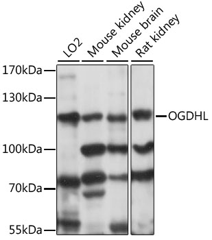OGDHL Polyclonal Antibody (E-AB-91172)