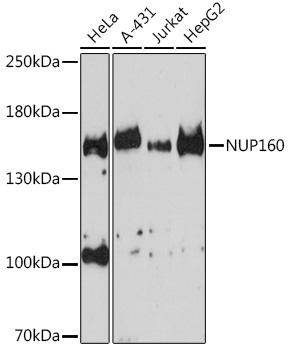 NUP160 Polyclonal Antibody (E-AB-92939)