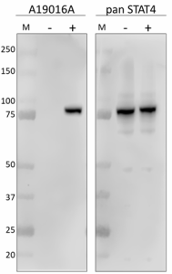 Purified anti-STAT4 Phospho (Tyr693) Antibody (941201)