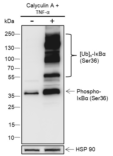 Recombinant Phospho-IκBα (Ser36) Monoclonal Antibody (AN302095L)