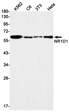 Recombinant NR1D1 Monoclonal Antibody (E-AB-81587)