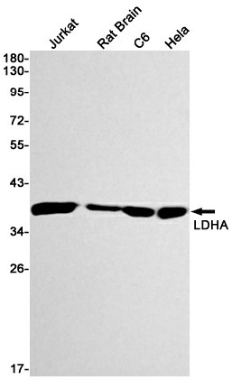 Recombinant Lactate Dehydrogenase A Monoclonal Antibody (E-AB-81451)