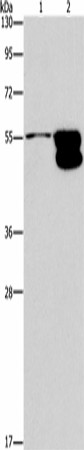 CRHR2 Polyclonal Antibody (E-AB-16358)