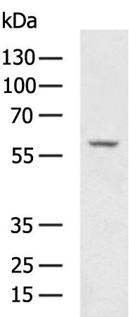 PLAT Polyclonal Antibody (E-AB-12879)